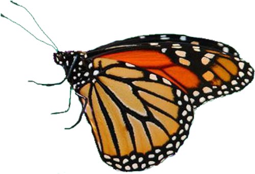 butterfly clipart photoshop - photo #26