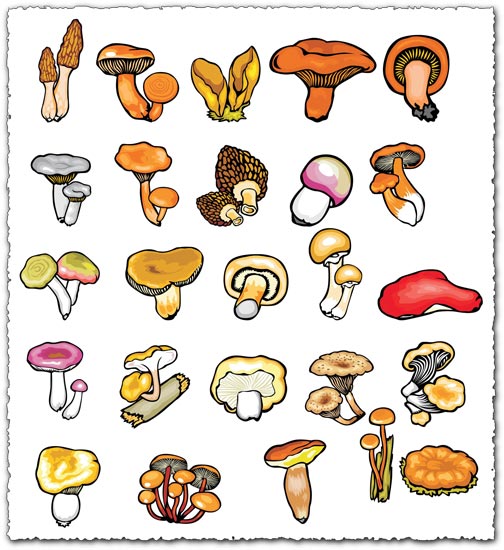 Mushroom types vector plants