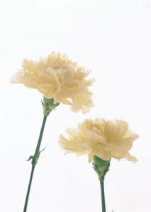 Flowers image template