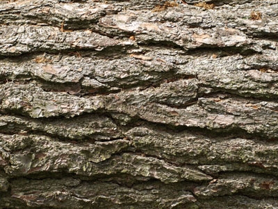 Wood texture