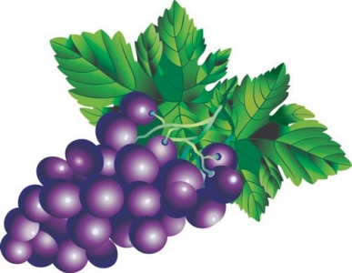 Berry design vector