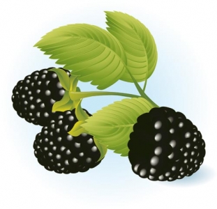 Berry design template