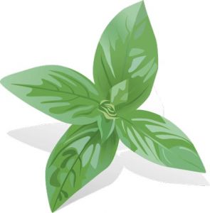 Basil spice vector material