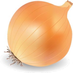 Onion spice vector material