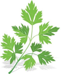 Parsley spice vector material