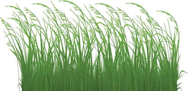 Download Decorative grass borders vectors