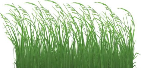 Decorative grass borders vectors