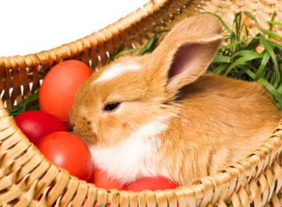 Easter bunny image