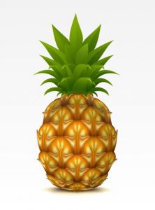 Ananas fruit high detailed vector