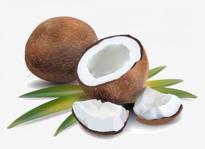 Coconut and half fruit high detailed vector