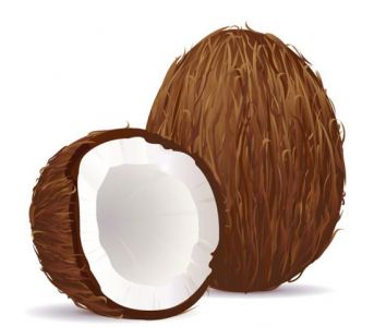 Coconut and half fruit high detailed vector