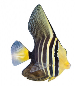 Fish model image