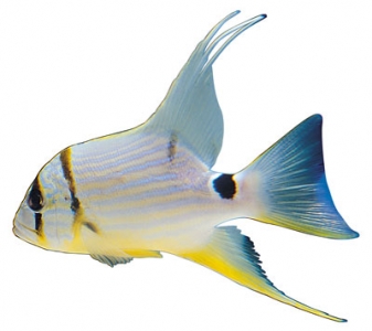 Fish model image