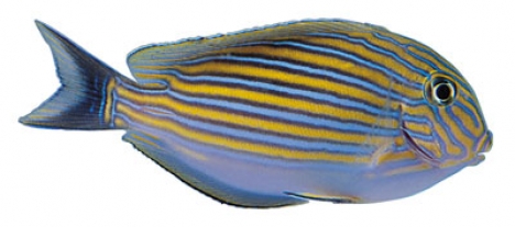 Fish model image