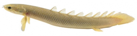 Fish model image