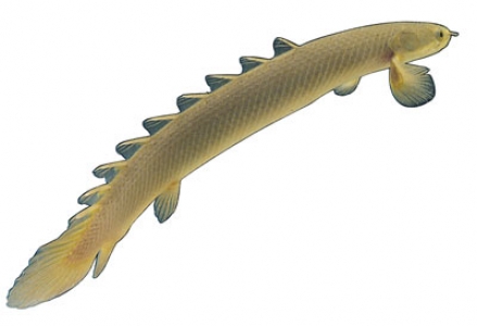 Fish model image
