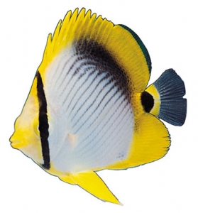 Fish model image