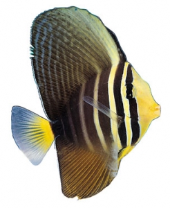 Fish model image