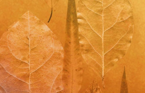 Flowers and leaves backgrounds