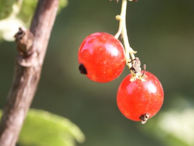 Food and fruits image