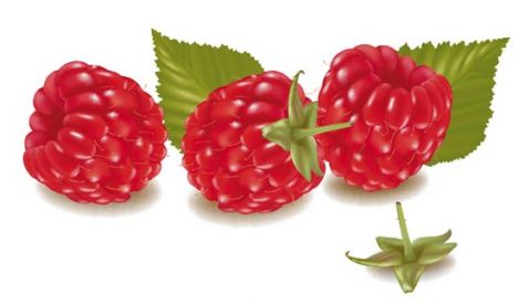 Fresh berries vector design