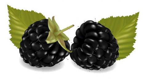 Fresh berries vector design