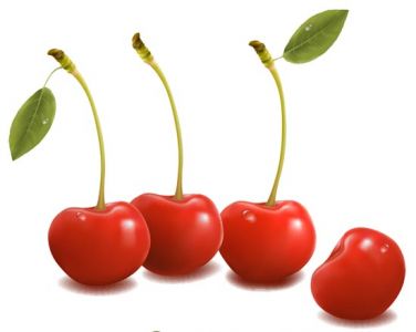 Fresh cherries vector design