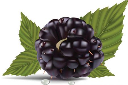 fruits-and-berries-vector1