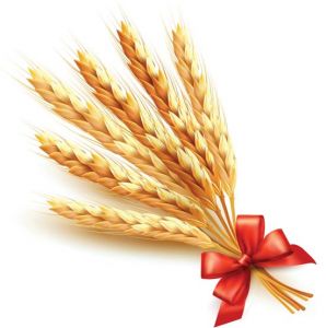 Golden wheat vectors