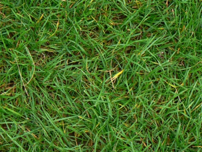 Grass textures background