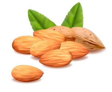 Green filbert nuts vectors
