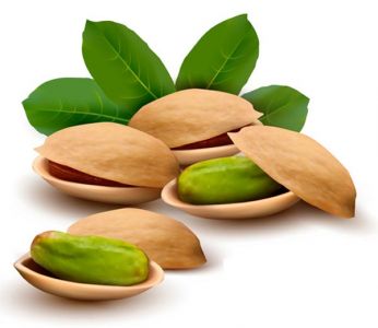 Green filbert nuts vectors