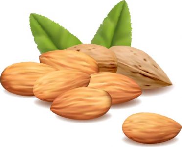 Green filbert nuts vectors