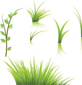 green-grass-vector-template4