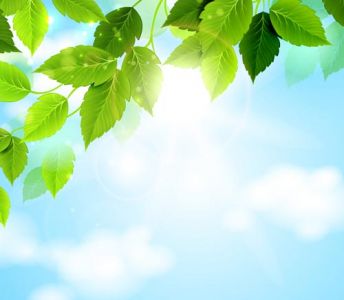 Green spring leaves with shinny sky