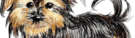 Hand drawn vector Shih Tzu