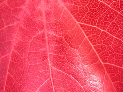 Leaf texture