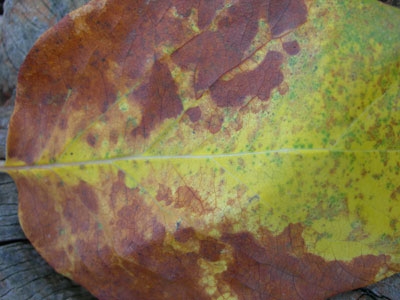 Leaf texture