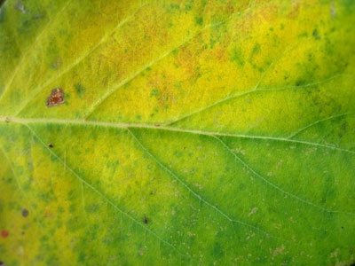 Leaf texture