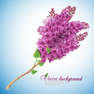 Liliac flower vector card