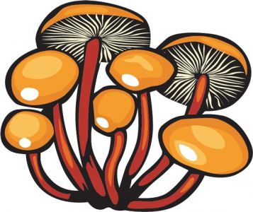 Mushroom types  vector plants