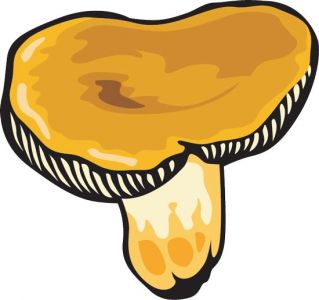 Mushroom types  vector plants