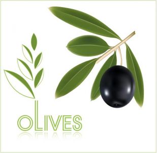 Olive oil vector labels