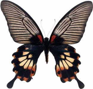Photoshop butterfly design