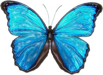 Photoshop butterfly model