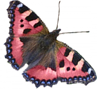 Photoshop butterfly model