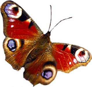 Photoshop butterfly layout