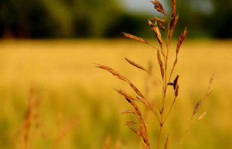 Plants and nature wallpaper