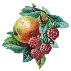 Png fruit clipart