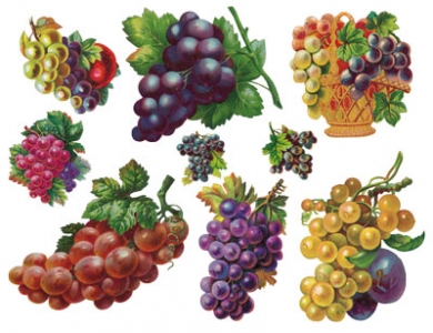 Png fruit clipart